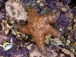 Ochre star matching with urchins by Chris Lawford 